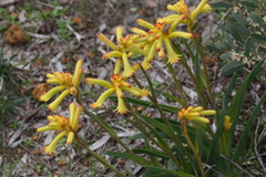 Anigozanthos humilis