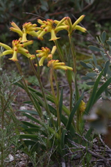 Anigozanthos humilis