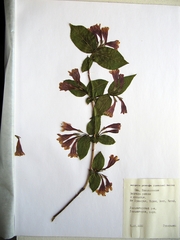 Weigela praecox