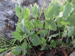 Roldana sessilifolia