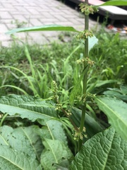 Rumex