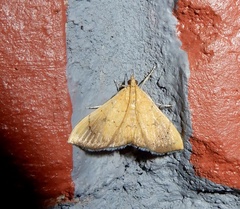 Hyalobathra illectalis