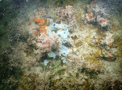 Haliclona caerulea