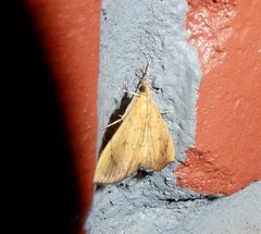 Hyalobathra illectalis