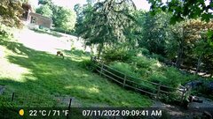 Odocoileus virginianus