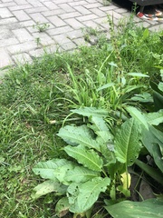Rumex