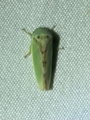 Hamana