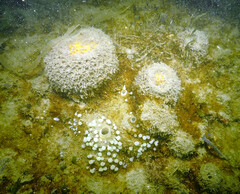 Cinachyrella