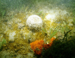 Cinachyrella