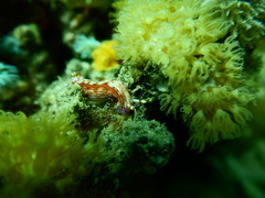Hypselodoris maculosa