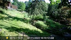 Odocoileus virginianus