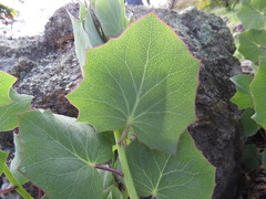 Roldana sessilifolia