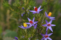 Calectasia