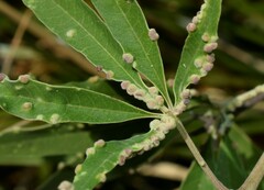 Aceria massalongoi