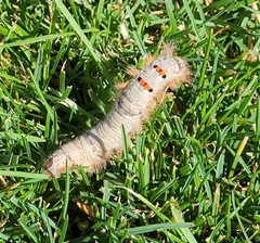 Phyllodesma tremulifolia