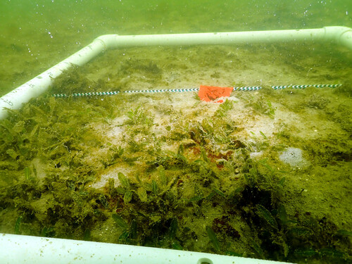 Halophila decipiens iNat (3)