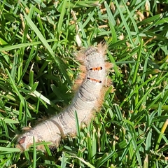 Phyllodesma tremulifolia