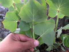 Roldana sessilifolia