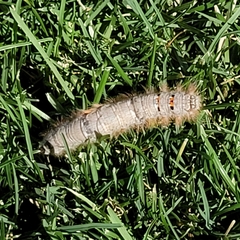 Phyllodesma tremulifolia