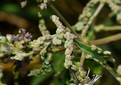 Aceria massalongoi