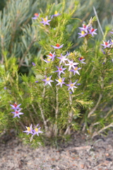 Calectasia