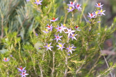 Calectasia