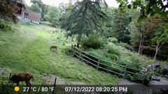 Odocoileus virginianus