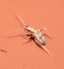 Phytocoris tiliae