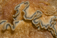 Glossodoris hikuerensis image