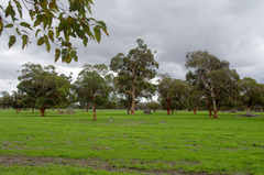 Eucalyptus lane-poolei