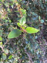 Pomaderris paniculosa paralia