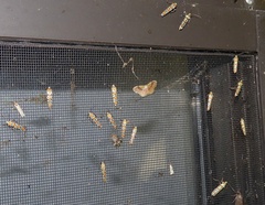 Leptostales ferruminaria