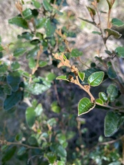 Pomaderris paniculosa paralia