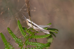 Euchorthippus elegantulus