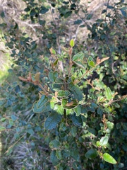 Pomaderris paniculosa paralia