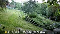 Odocoileus virginianus