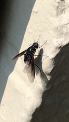 Anthrax aterrimus