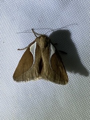 Prolimacodes trigona