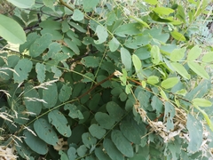 Robinia pseudoacacia