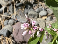 Satyrium sylvinus