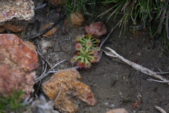 Drosera spilos