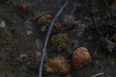 Drosera spilos