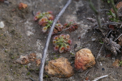 Drosera spilos