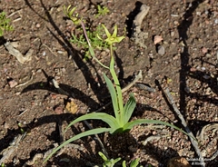 Freesia viridis viridis