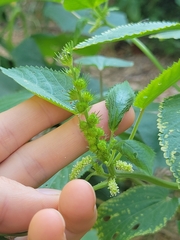 Acalypha ostryifolia