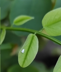 Aleyrodes proletella