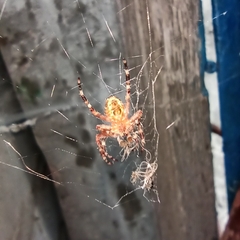 Araneus diadematus