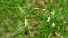 Carex formosa