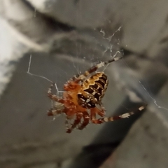 Araneus diadematus