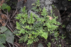 Pleopeltis polypodioides